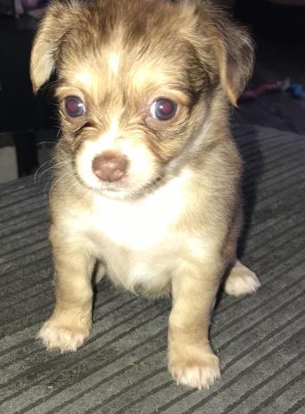 Chihuahua Stud Cross Poodle Jackhuahua Jack Pomeranian