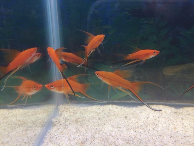 Lyretail koi and red Swordtails males For Sale in Southport