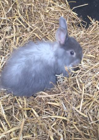 Swiss Fox baby rabbits available now For Sale in Blackpool, Lancashire ...
