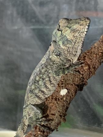 1 male baby Cuban false chameleon available For Sale in Basingstoke