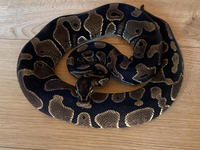 Royal Python Het Pied Male For Sale in Basildon, Essex Preloved