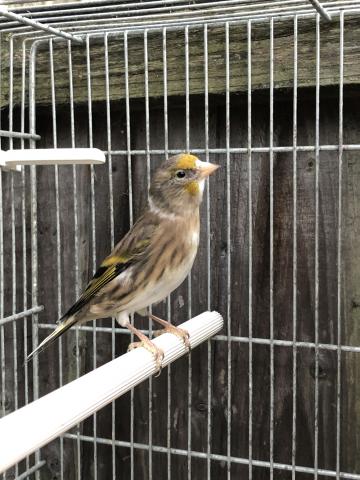 Goldfinch mule For Sale in Hayes | Preloved