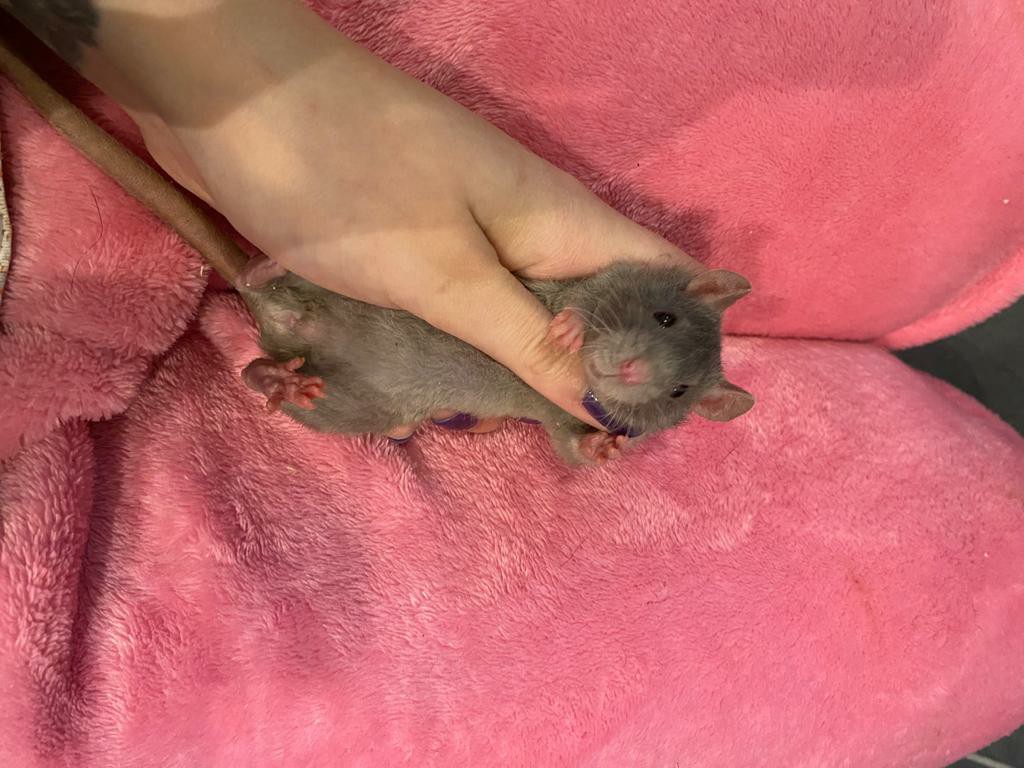 dumbo rats for sale