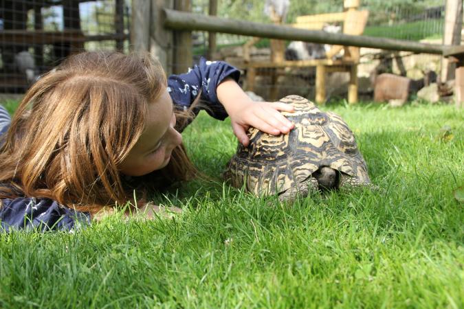 Tortoise/reptile rehoming Wanted in Aberford, Leeds Preloved