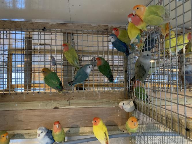 Love birds for sale For Sale in Romford, Essex Preloved