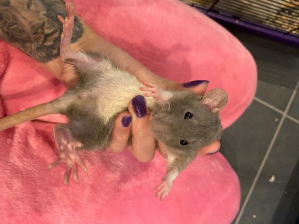 View Dumbo Pet Rats For Sale Collection