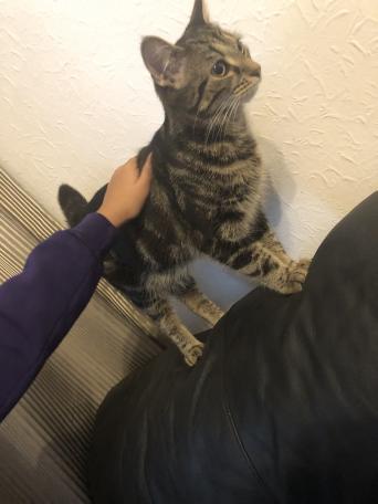 Maine Coon Cats Kittens For Sale In Bromley Greater London
