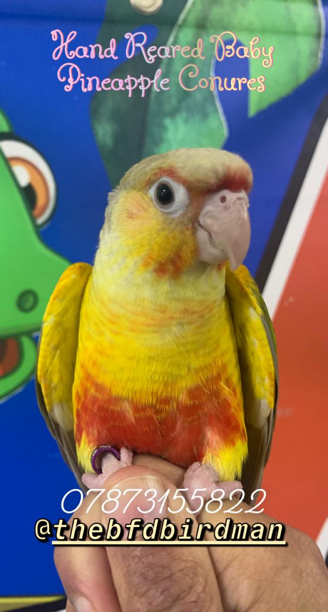 Hand Reared Baby Pineapple Conures For Sale in Bradford, West Yorkshire