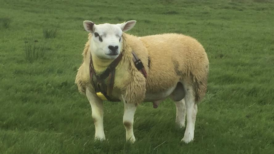 Texel ram lamb For Sale in Higherford, Lancashire | Preloved