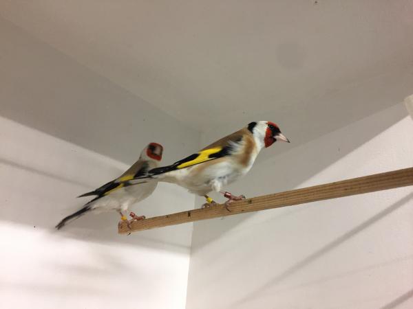 Pair of Siberian Goldfinches For Sale in Colchester, Essex | Preloved