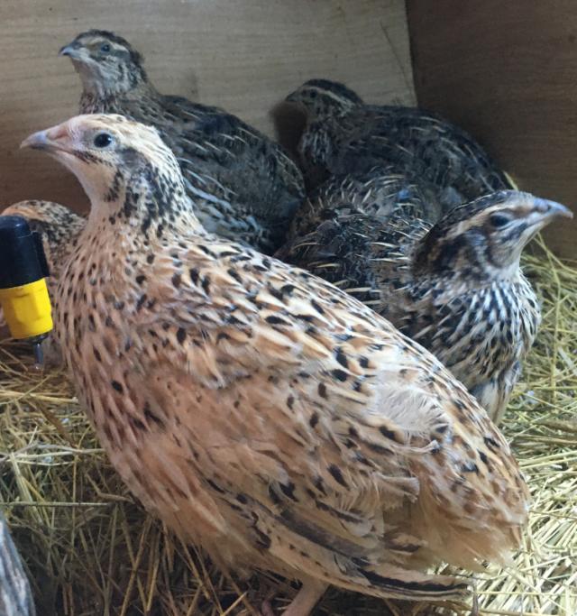 YOUNG JAPANESE AND ITALIAN QUAIL For Sale in Maidstone, Kent Preloved