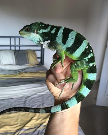 banded fiji brachylophus fasciatus lau iguanas