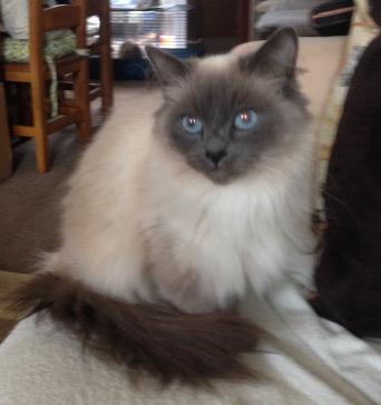 Long Haired Ragdoll Cats Kittens Rehome Buy And Sell Preloved