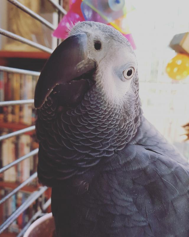 happy to help! with your unwanted birds For Sale in Coalville Preloved