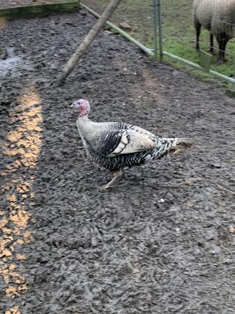 Norfolk bronze turkey hen For Sale in Spalding, Lincolnshire | Preloved