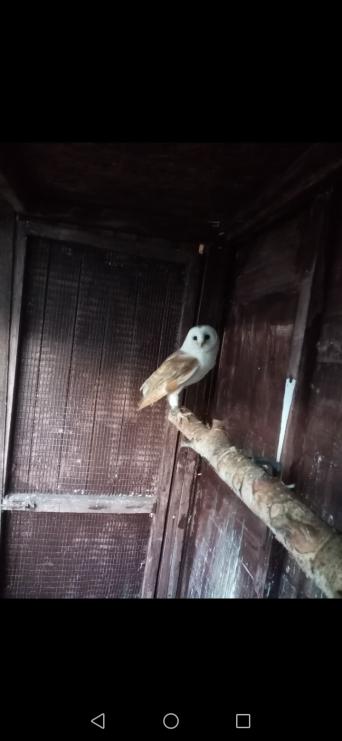 Barn Owl Wanted Pets Preloved