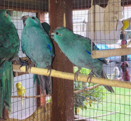 Blue Kakarikis for sale For Sale in Oxon Preloved