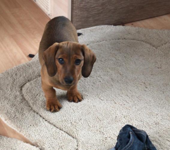 Dapple dachshund puppies For Sale in Leeds, Yorkshire ...
