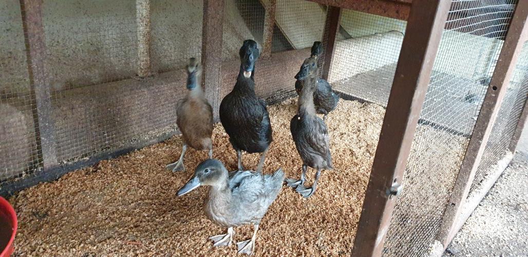 ducks for sale only 4 left For Sale in Raunds, Northants Preloved