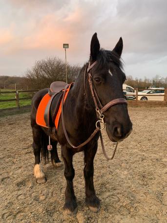 Stables For Rent Local Classifieds In Essex Preloved