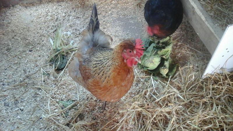 Chickens Laying Hens X Two Brown Eggs