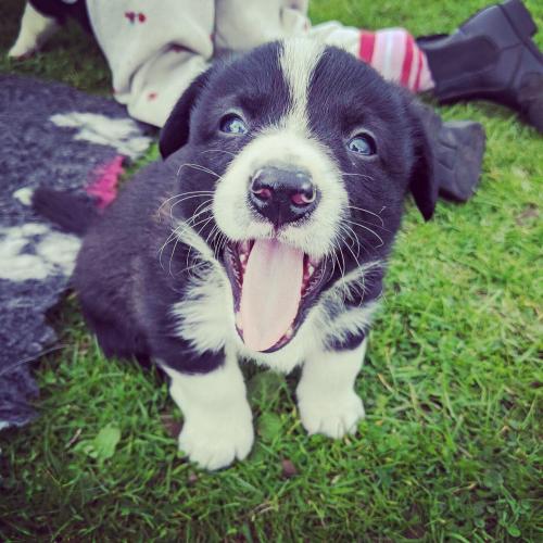 puppies x border collie ) For Sale in
