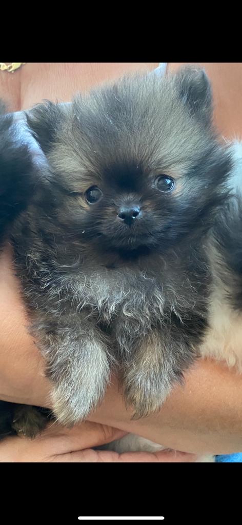 preloved pomeranian