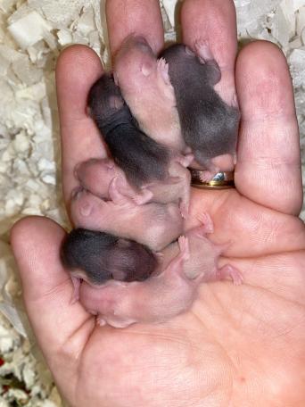 Baby Hamster Rodents For Sale In Rochester Kent Preloved