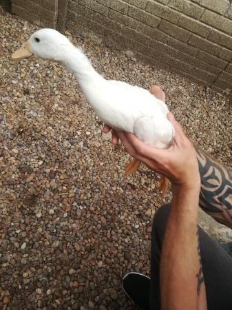 Aylesbury duck For Sale in Stainforth, South Yorkshire | Preloved