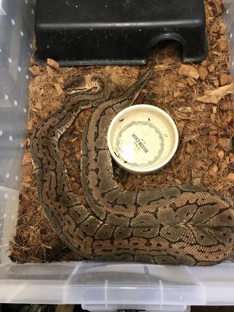 Reptiles, Rehome Buy and Sell in the UK and Ireland | Preloved