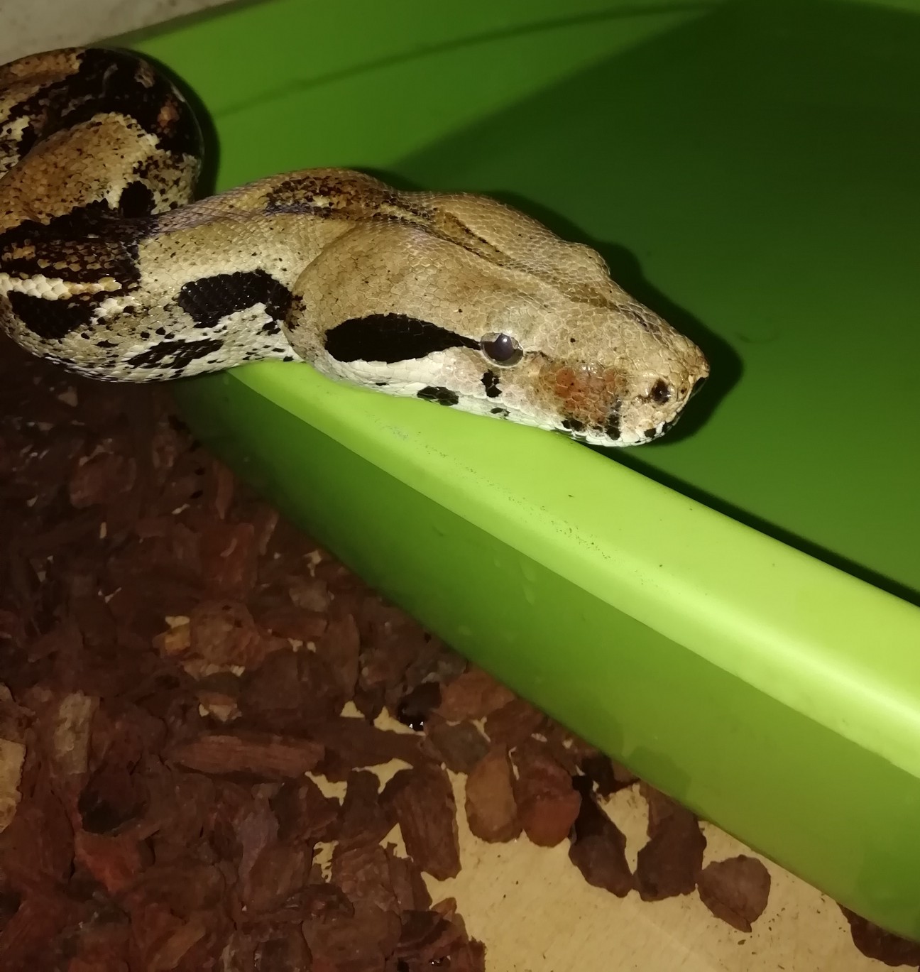 boa constrictor for sale near me boa constrictor for sale near me