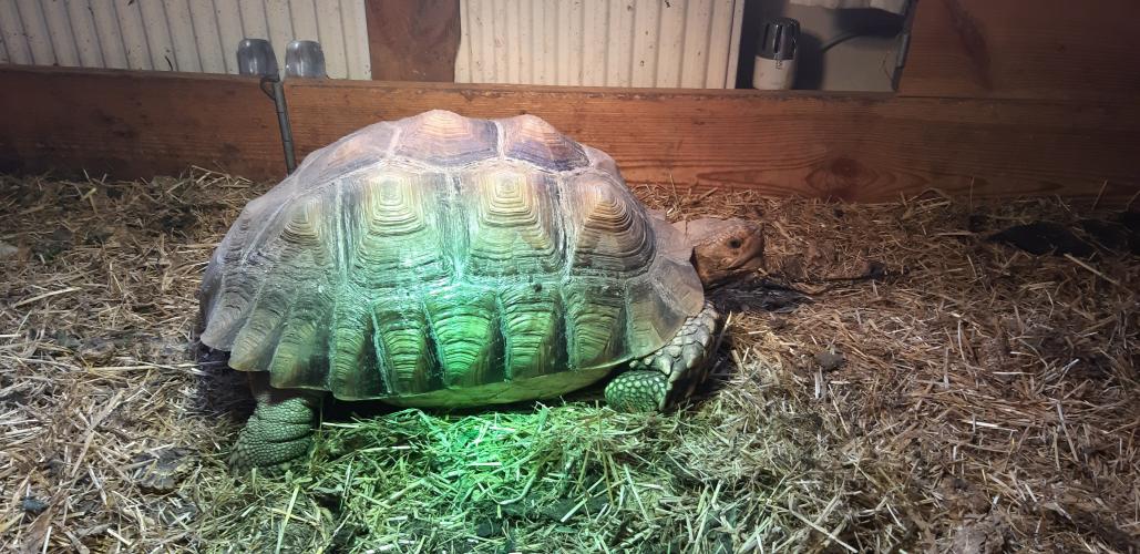 large sulcata tortoise For Sale in Tilbury, United Kingdon Preloved