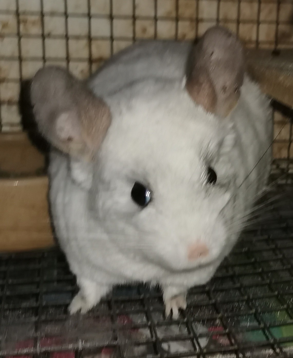 rare chinchilla
