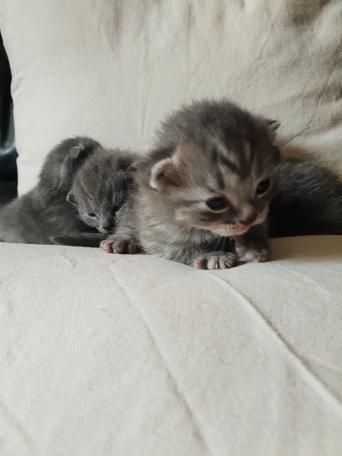 Blue British Short Hair Kittens Local Classifieds In