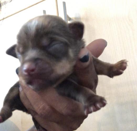 Chocolate Chihuahua Puppies For Sale In Hemel Hempstead