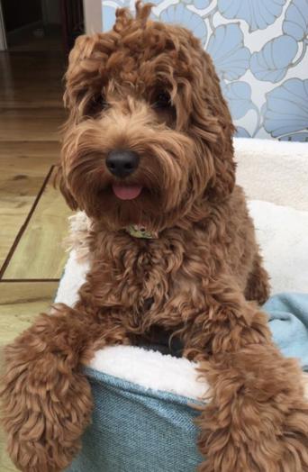 cockapoo dogs and puppies to rehome buy and sell preloved