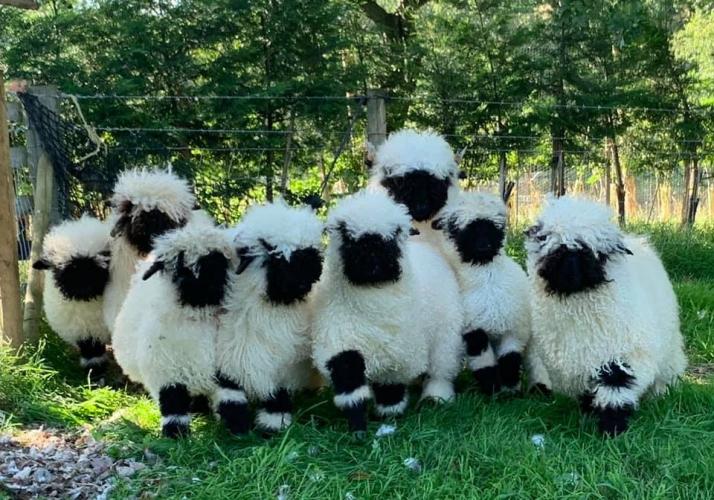 200 grams of Valais Blacknose Sheep WOOL. 2KG available For Sale in