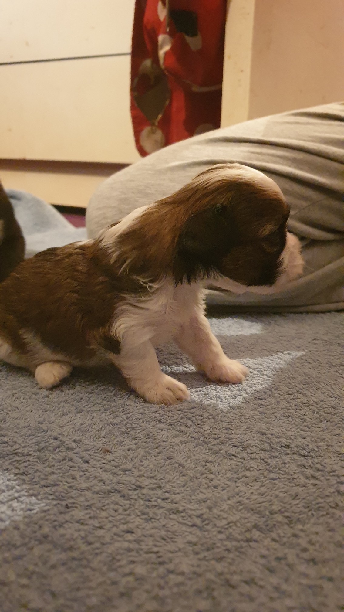 preloved shih tzu stud