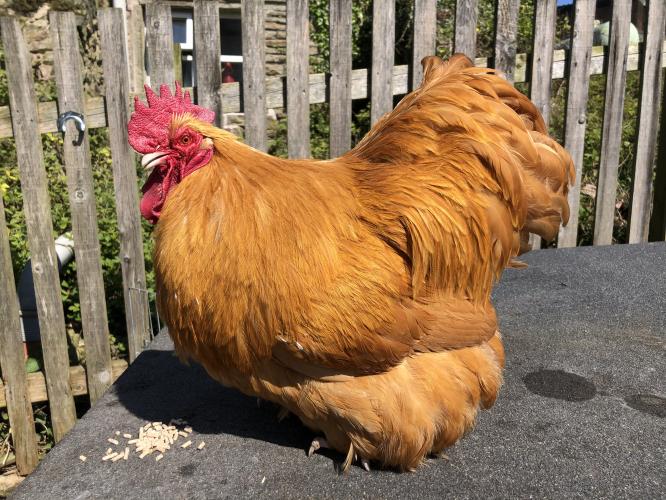 Buff Orpington bantam chicken fertile hatching eggs For Sale in
