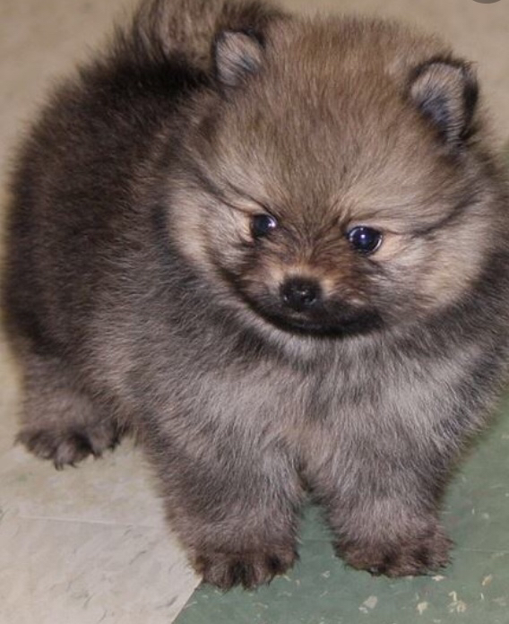 preloved pomeranian