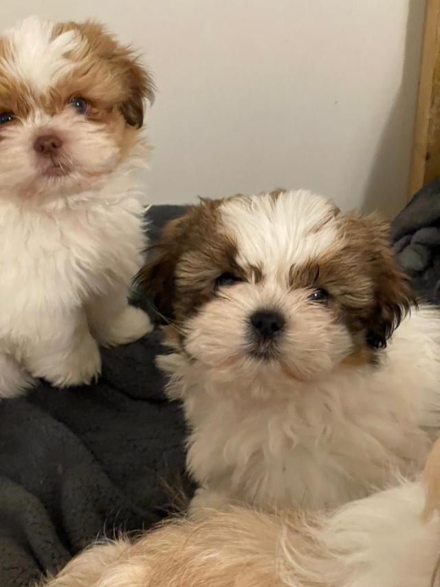 Shih Tzu Poodle For Sale