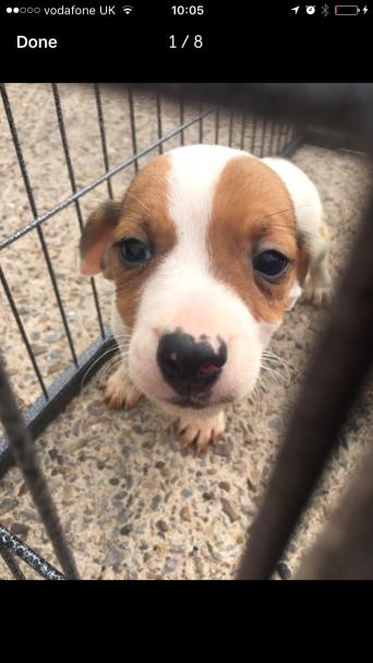 jackrussell dogs puppies rehome buy and sell in derbyshire boys good with kidsand other dogs wormed and flees up to date mom and dad are both jackrussel micro chipped eating dry food at minet learning to