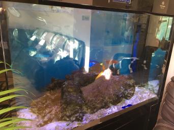 marine aquarium local classifieds