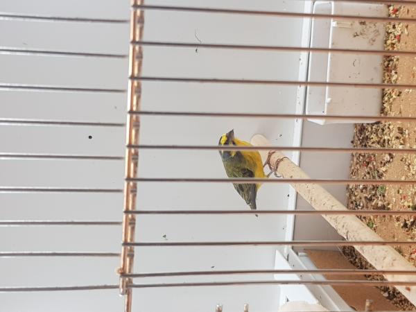 green singer finches For Sale in Bishop's Stortford, Hertfordshire