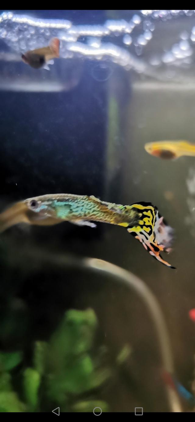 Red leopard guppy fry! For Sale in Warrington, Cheshire Preloved