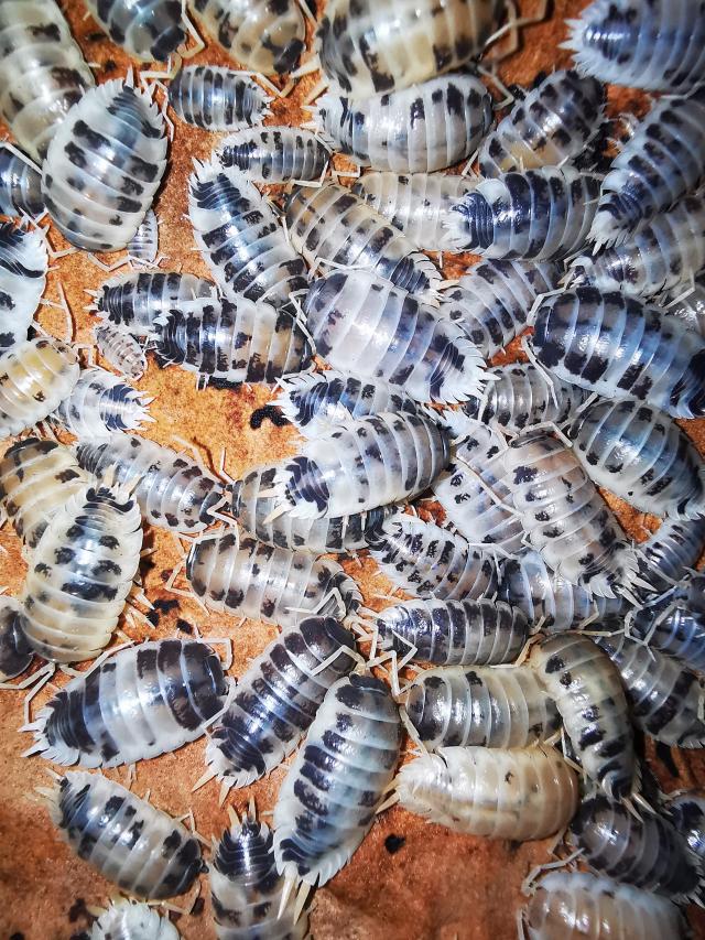 dairy cow woodlice For Sale in Lincoln, Lincolnshire Preloved