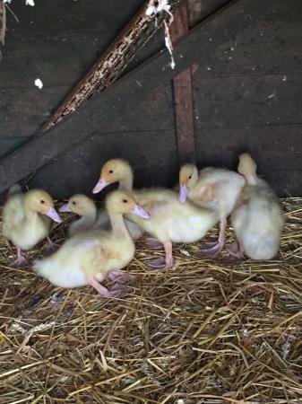 Female aylesbury ducks For Sale in Downham Market, Norfolk | Preloved