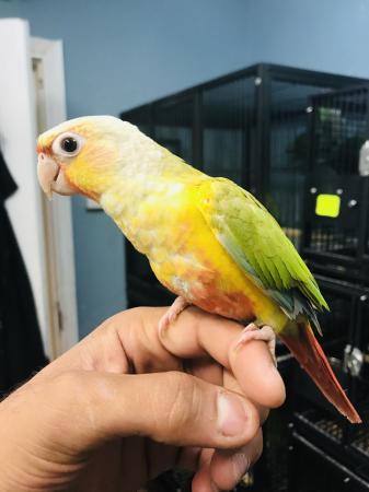 Fully Hand Reared Baby Pineapple Conure Talking Parrot For Sale in ...