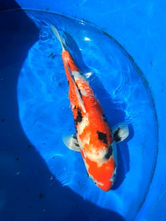 koi carp - Fish, Rehome Buy and Sell in the UK and Ireland | Preloved
