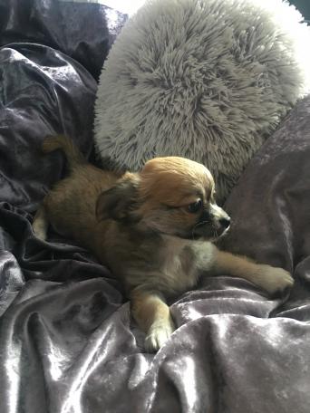 Chihuahua Brown Boy Dogs Puppies Rehome Buy And Sell Preloved